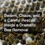 Swarm, Chaos, and a Careful Rescue  Inside a Dramatic Bee Removal
